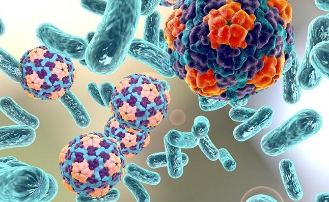 細(xì)菌 細(xì)菌